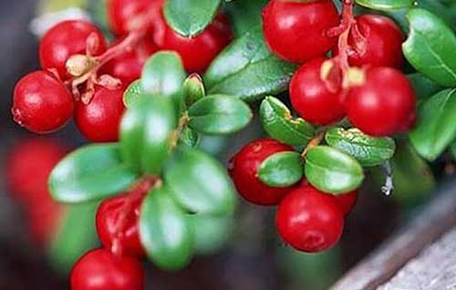怎樣種植蔓越莓，種植蔓越莓需要哪些技術要點？