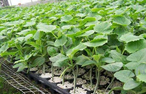 黃瓜定植及緩苗期的管理技術