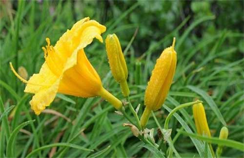 金針菜（黃花菜）的栽培技術和種植方法