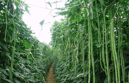 棚室豆角種植栽培技術及病蟲害防治