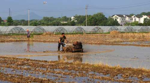 水稻種植：藥物處理大苗無土拋秧栽培技術