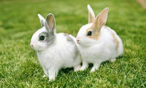 利用兔子糞便加工成畜禽飼料的方法