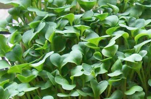 種植和栽培蘿卜芽菜需要哪些條件和技術