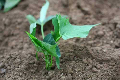 紅薯種植技術及田間管理與采收