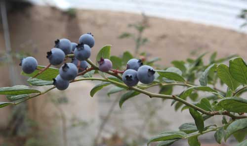 藍(lán)莓種植技術(shù)及栽培方法