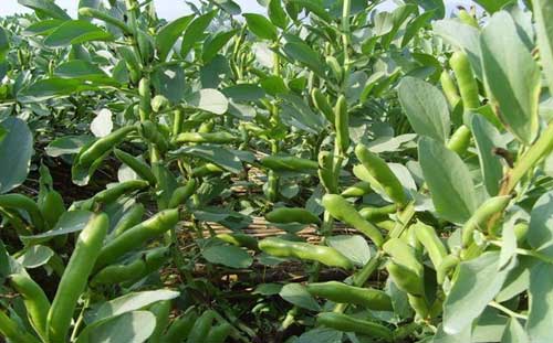 蠶豆種植技術及田間管理方法