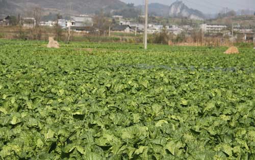 早春露地白菜種植技術及田間管理和采收