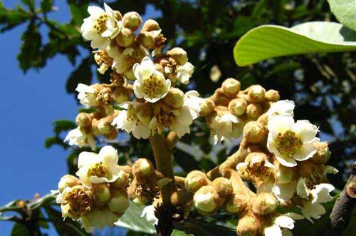 枇杷高效種植技術(shù)及科學管理方法