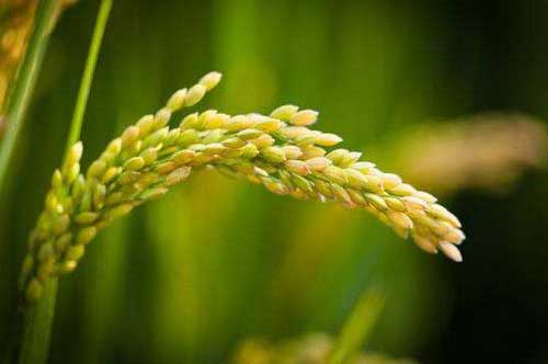 糯米稻種植栽培技術及病蟲害防治方法