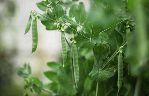 豌豆種植栽培技術|豌豆的營養價值