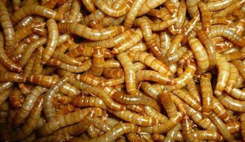 黃粉蟲養(yǎng)殖技術(shù)|黃粉蟲的食用營養(yǎng)價值