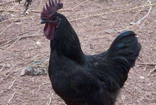 黑鳳雞養殖技術和管理方法