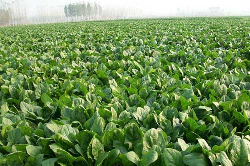 菠菜種植時(shí)間選擇和施肥技巧