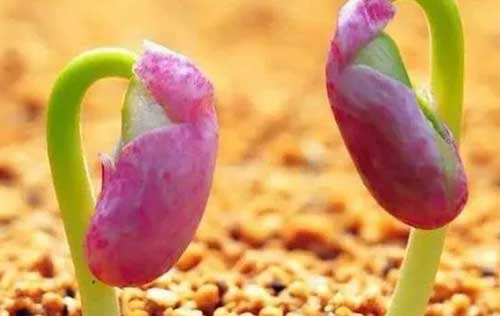 棉花種植技術過程中的棉花種子標準處理方法