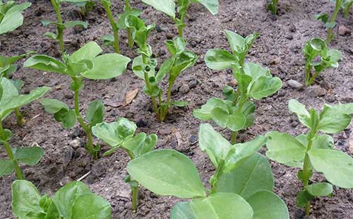 蠶豆種植技術及病蟲害防治措施