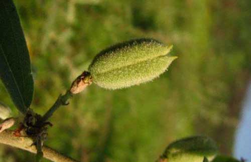 山芝麻種植技術和芝麻病蟲害防治技術