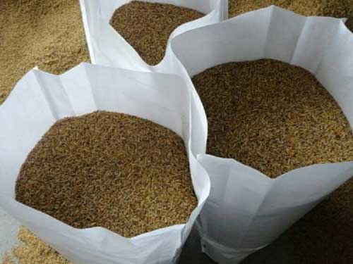 蠅蛆蛋白飼料?|蠅蛆養殖技術?