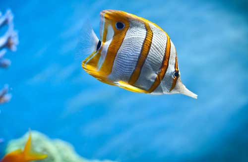 熱帶魚(yú)養(yǎng)殖技術(shù)和熱帶魚(yú)常見(jiàn)病防治