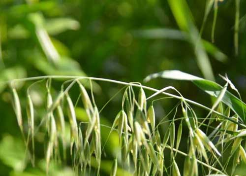 燕麥草種植栽培技術(shù)