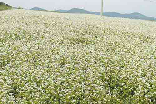 種植經驗：秋蕎麥高產的技術要點