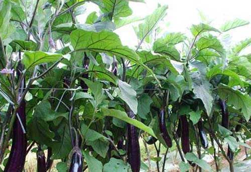 茄子種植技術(shù)及黃萎病防治方法