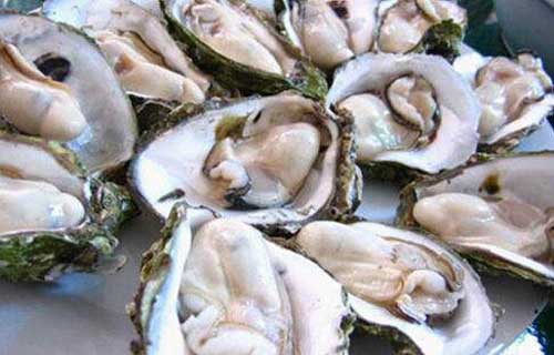 牡蠣養殖技術和?牡蠣養殖的主要病害