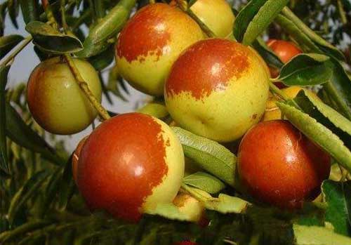 冬棗花期管理和冬棗種植坐果保果?技術