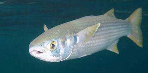 鯔魚養殖技術?|鯔魚魚苗?鑒別方法?