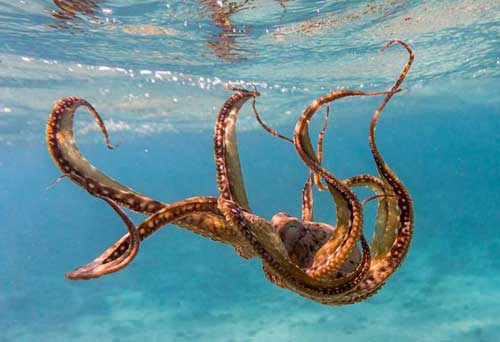 章魚人工養(yǎng)殖技術(shù)及章魚主要品種介紹