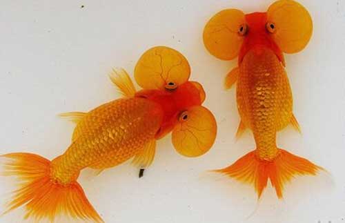 金魚(yú)怎么養(yǎng)|夏季金魚(yú)怎么養(yǎng)殖