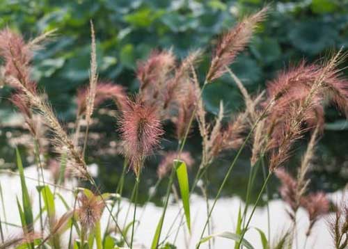 介紹一種地方優(yōu)良牧草飼料：大茅草