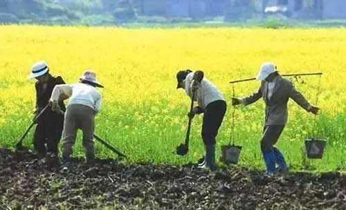 種植經(jīng)驗：有機肥和化肥混合使用有哪些好處