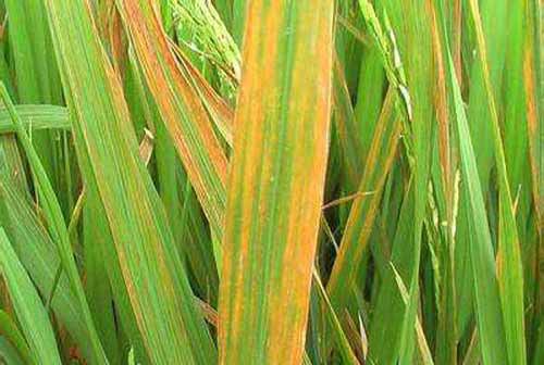 識別水稻細菌性條斑病（附圖）以及防治措施