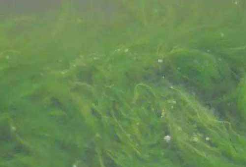 養魚與防病：不可忽視魚類的植物性敵害