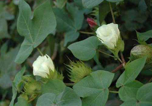 棉花種植經驗：棉花蕾期的生長特點及管理