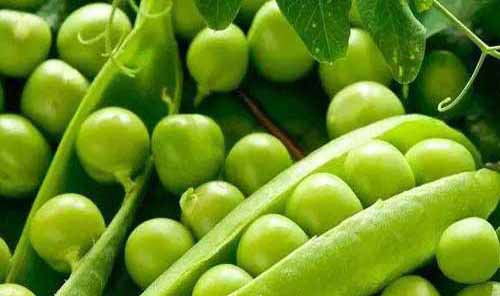 種植與良種：毛豆珍品——豌豆王