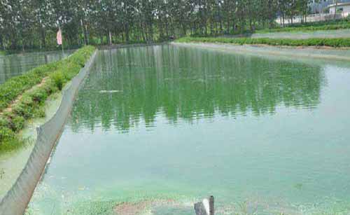 養魚經驗：魚池翻塘處理及魚病防治