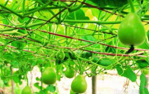 日本肉葫蘆種植栽培管理技術(shù)
