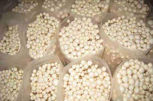 金針菇種植栽培及生產管理技術