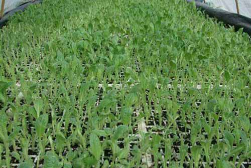 曬煙種植栽培管理及防治病蟲