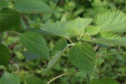 苧麻種植栽培技術(shù)及病蟲害防治措施