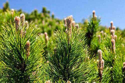 松樹種植栽培技術|松樹容器育苗方法