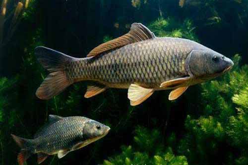 怎樣養殖草魚|草魚養殖方法