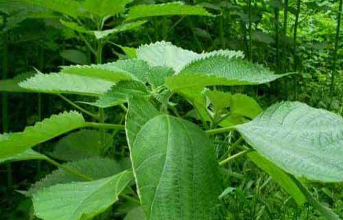 苧麻種植栽培過程和管理技術(shù)
