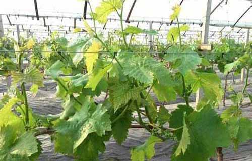 種植與收獲：怎樣實現(xiàn)兩株葡萄結(jié)一噸果