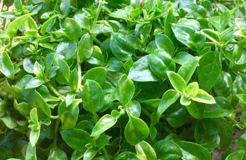 田七的植物特性及種植栽培環(huán)境要求