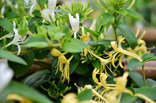 金銀花種植技術?|金銀花根腐病防治?