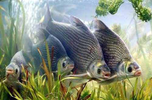 鳊魚繁殖和?養(yǎng)殖技術(shù)