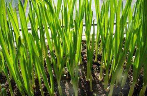 種植經(jīng)驗(yàn)：火蒜苗高產(chǎn)栽培方法