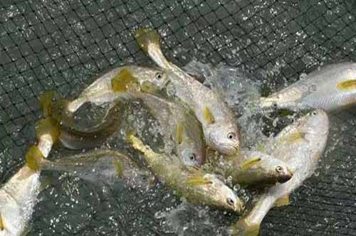 大黃魚的人工養殖需要哪些技術和條件